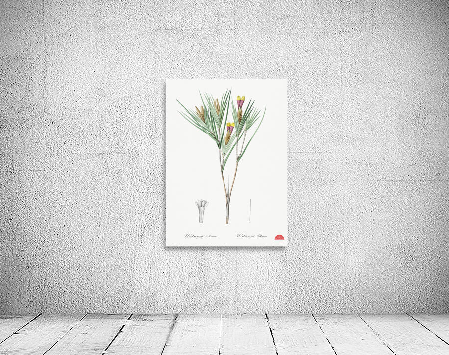 Witsenia maura illustration  Wall Preview