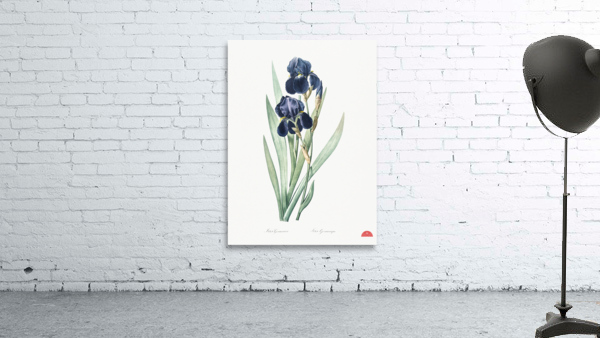 German iris illustration  Wall Preview