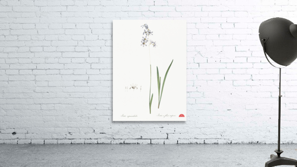 Corn lily illustration  Wall Preview
