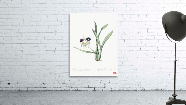 Clamshell orchid illustration  Wall Preview