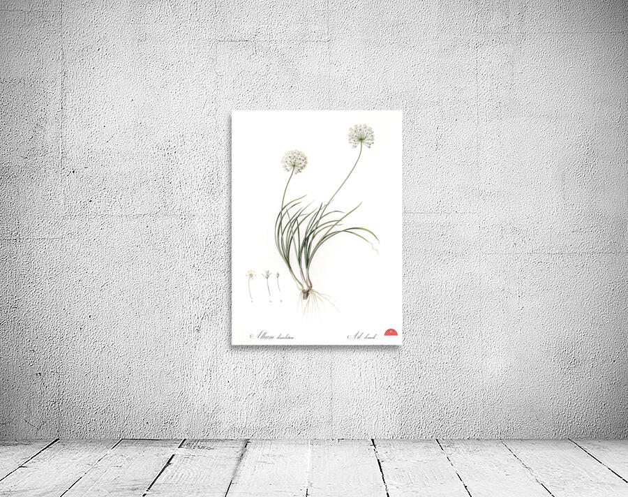 Allium denudatum illustration  Wall Preview