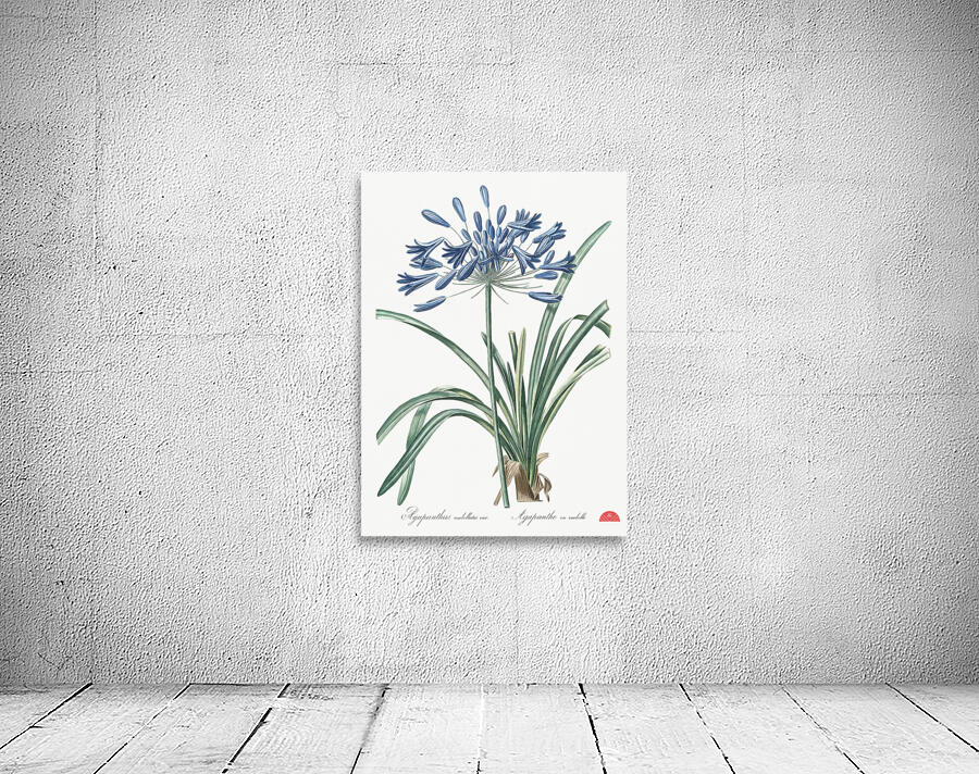 African lily illustration  Wall Preview