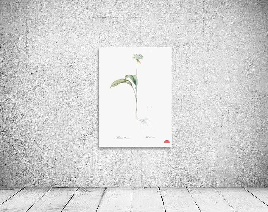 Paradise lily illustration  Wall Preview