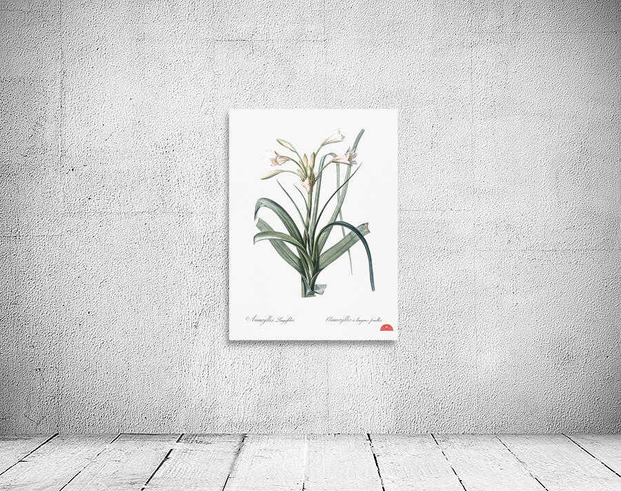 Malgas lily illustration  Wall Preview