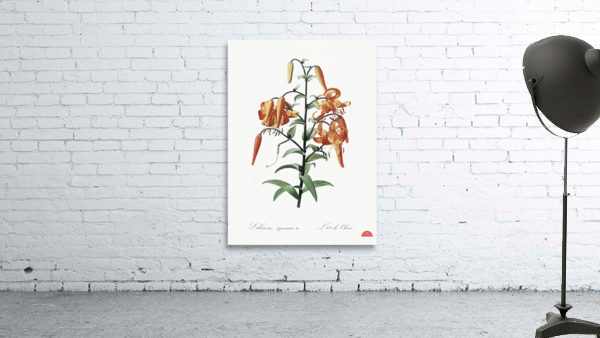 Tiger lily illustration  Wall Preview