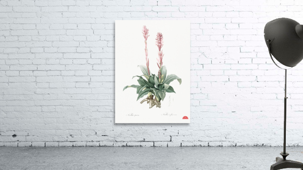 Latin American lady orchid illustration  Wall Preview