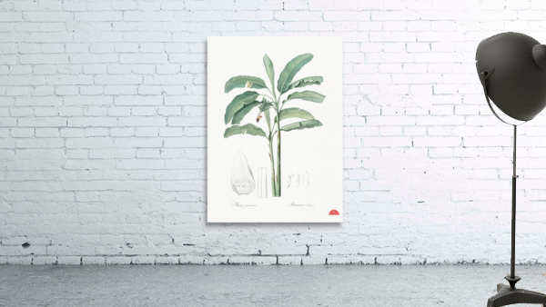 Banana illustration  Wall Preview
