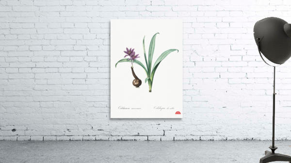 Alpine autumn crocus illustration  Wall Preview