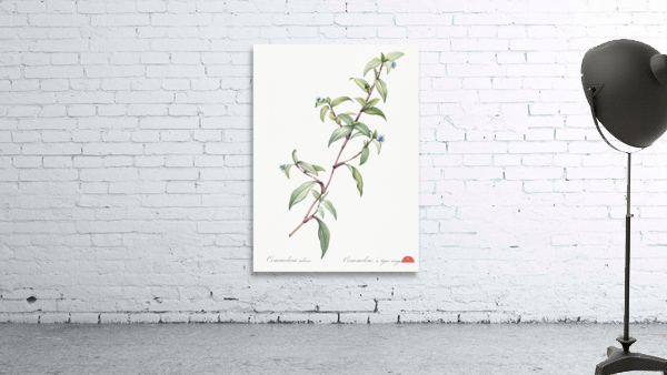 Birdbill dayflower illustration  Wall Preview