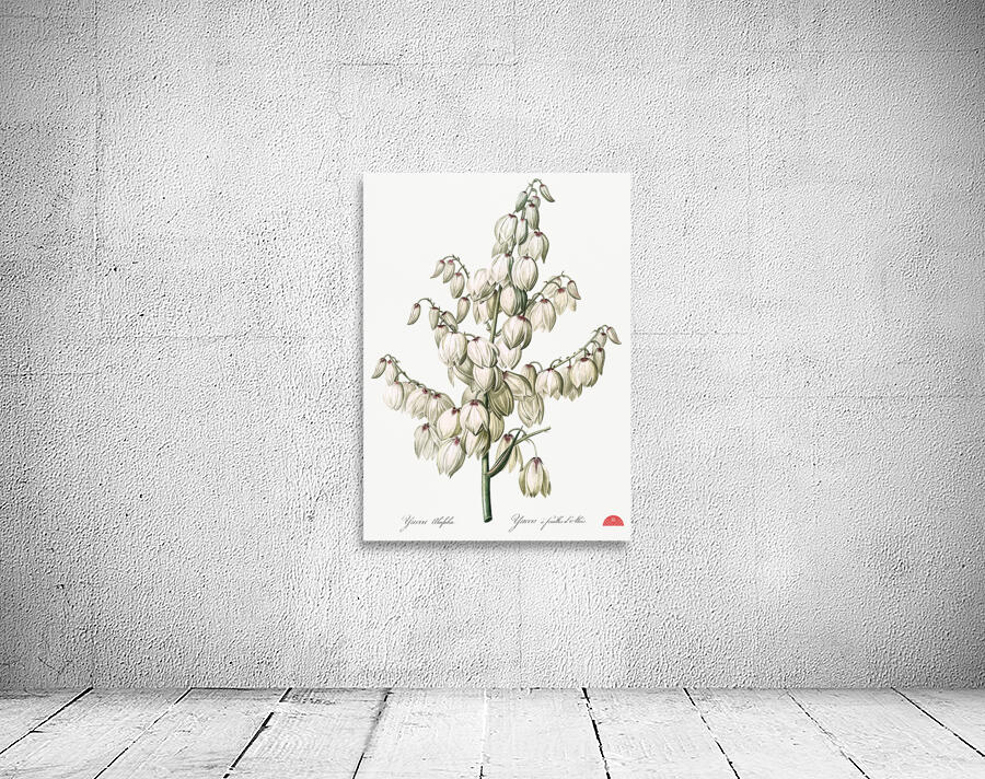 Aloe yucca illustration  Wall Preview