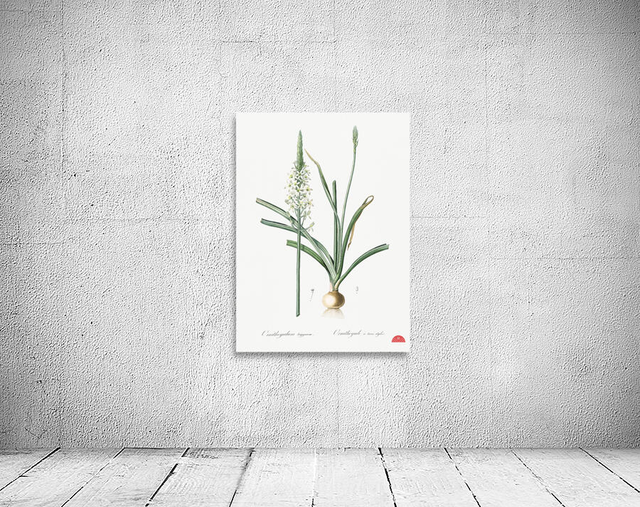 Narbonne star-of-Bethlehem illustration  Wall Preview