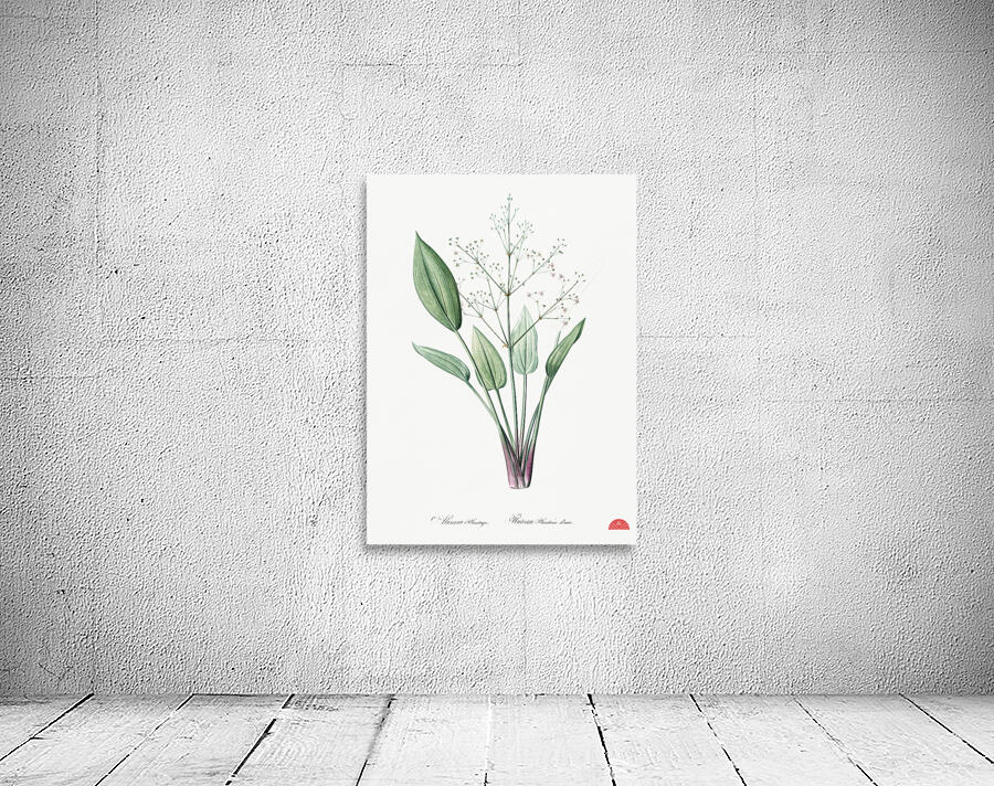 Ixia crispa illustration  Wall Preview