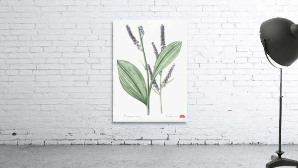 Black false hellebore illustration  Wall Preview