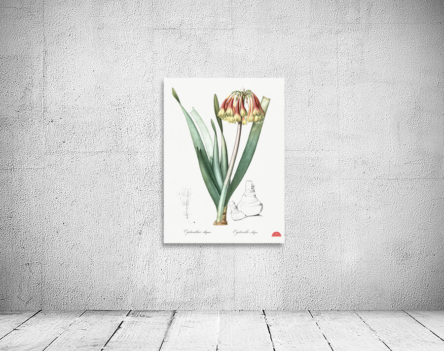 Knysna lily illustration  Wall Preview