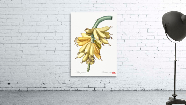 Banana illustration  Wall Preview