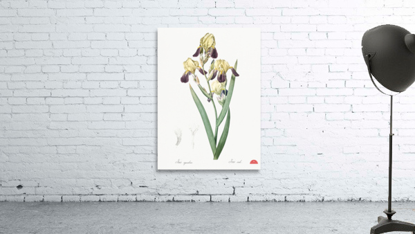 Elder scented iris illustration  Wall Preview