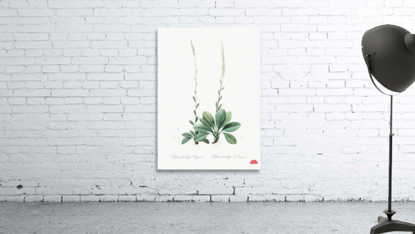 Blazing star illustration  Wall Preview