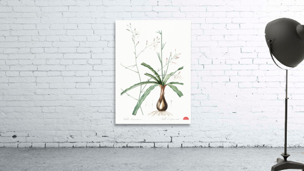 Wavy-leafed soap plant illustration  Wall Preview
