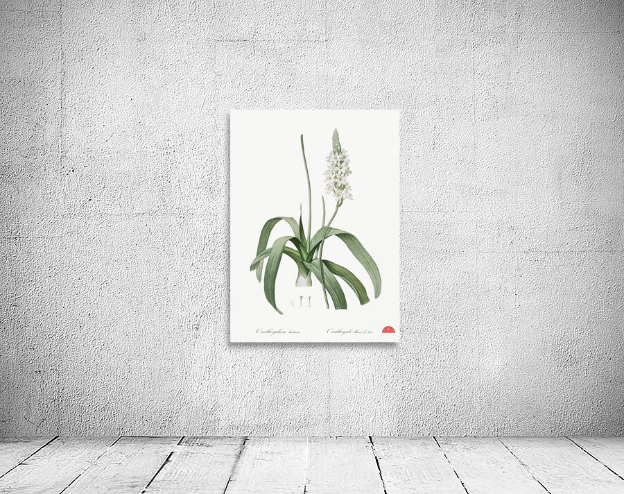 Narbonne star-of-Bethlehem illustration  Wall Preview