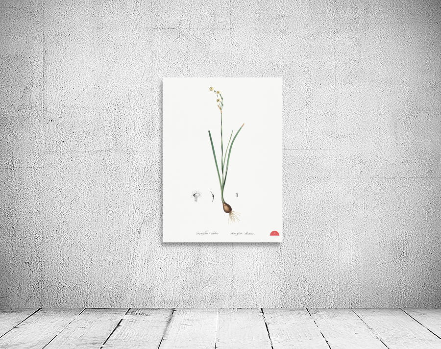 Species daffodil illustration  Wall Preview