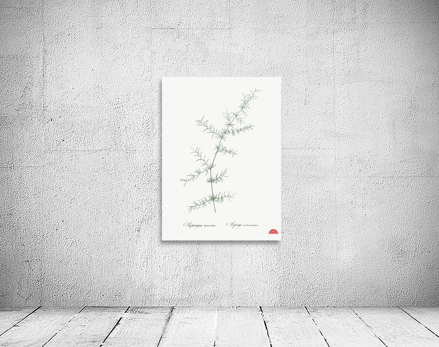 Climbing asparagus illustration  Wall Preview