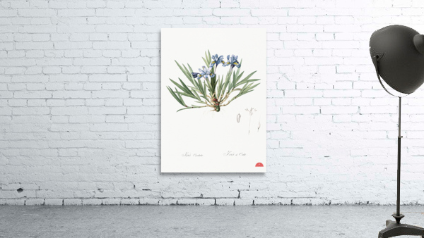 Dwarf crested iris illustration  Wall Preview