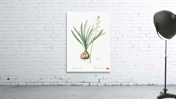 Satin squill illustration  Wall Preview
