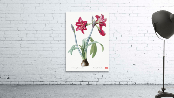 Brazilian amaryllis illustration  Wall Preview