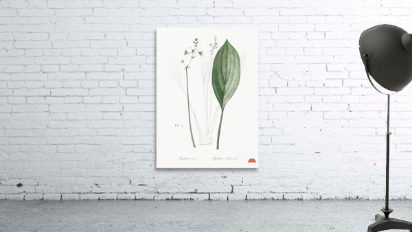 Bulltongue arrowhead illustration  Wall Preview