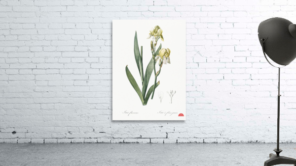 Lemonyellow iris illustration  Wall Preview