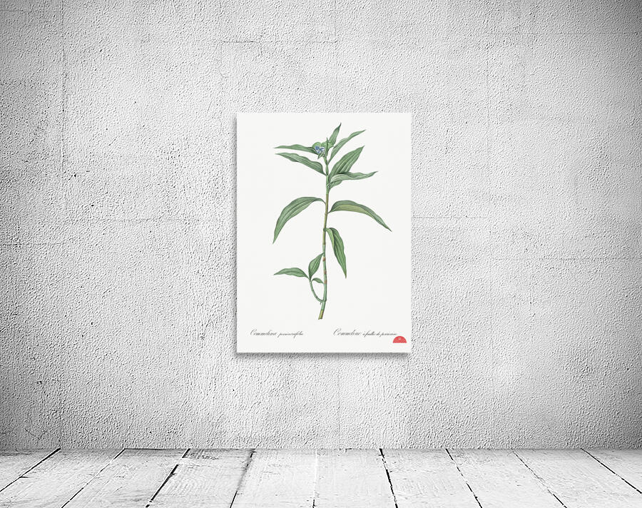 Dayflower illustration  Wall Preview