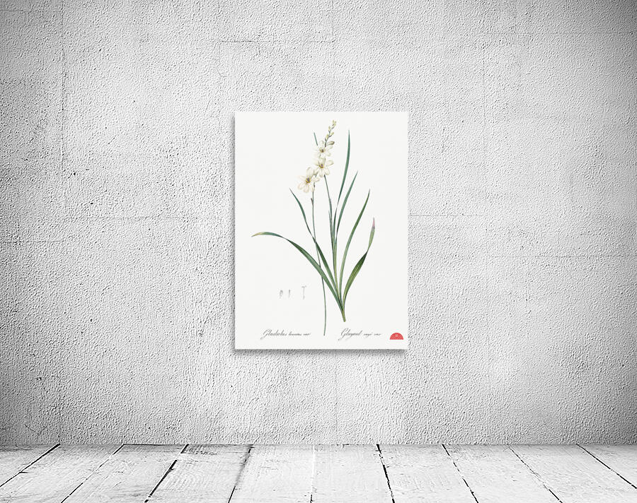 Gladiolus lineatus illustration  Wall Preview