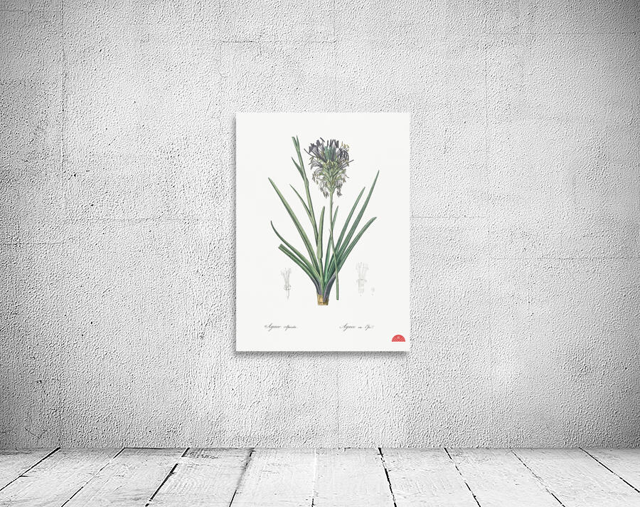 Agave spicata illustration  Wall Preview