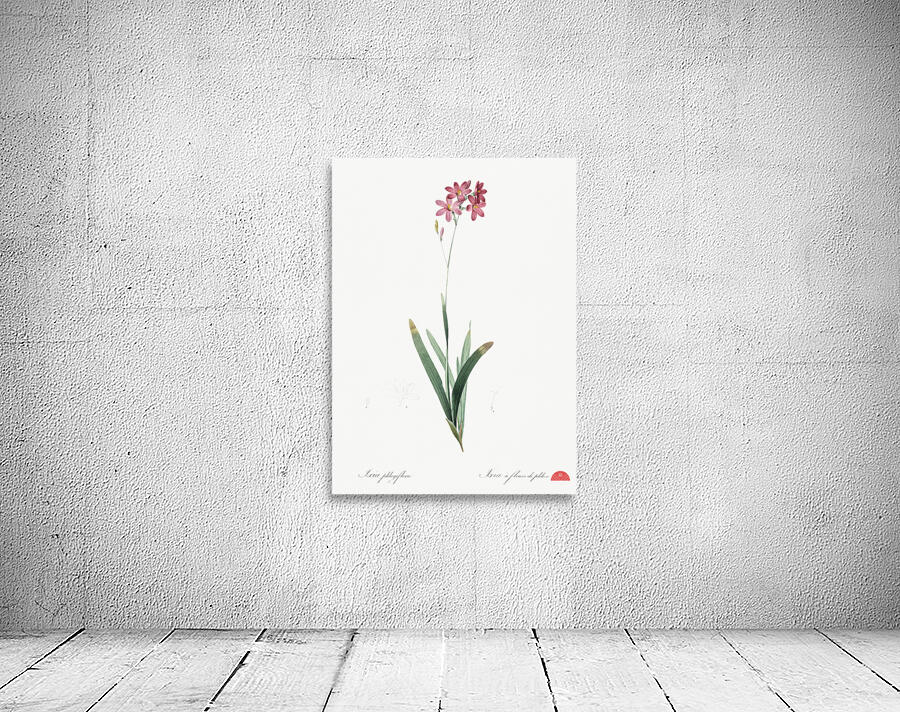 Corn lily illustration  Wall Preview
