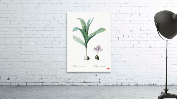 Autumn crocus illustration  Wall Preview