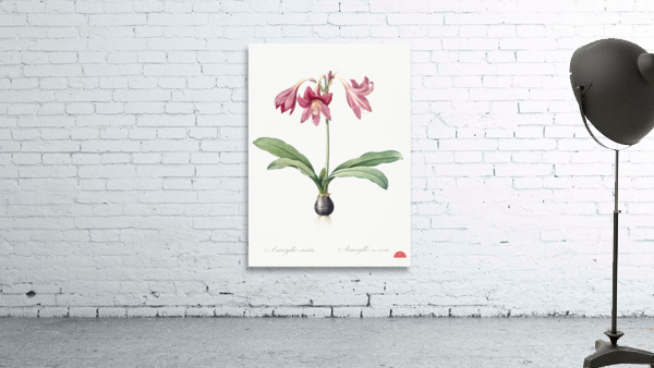 Netted-veined amaryllis illustration  Wall Preview