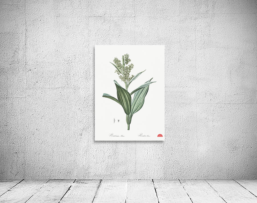 Netted-veined amaryllis illustration  Wall Preview