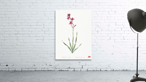 Netted-veined amaryllis illustration  Wall Preview