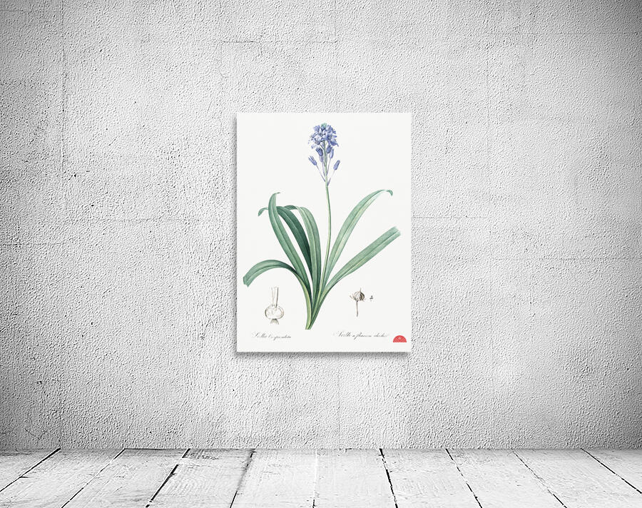 Siberian iris illustration  Wall Preview