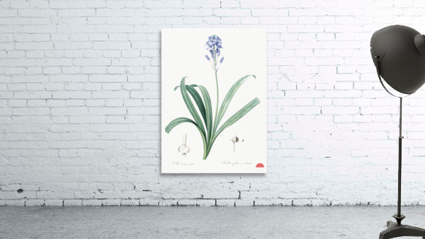Netted-veined amaryllis illustration  Wall Preview