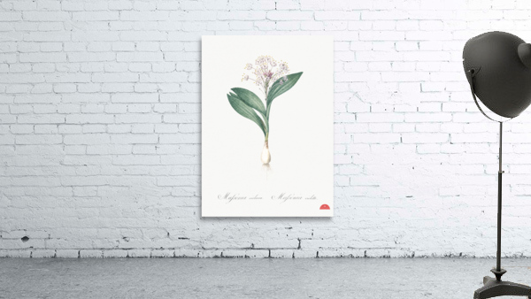 Pygmy hyacinth illustration  Wall Preview