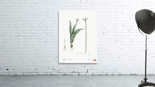 Ornamental onion illustration  Wall Preview