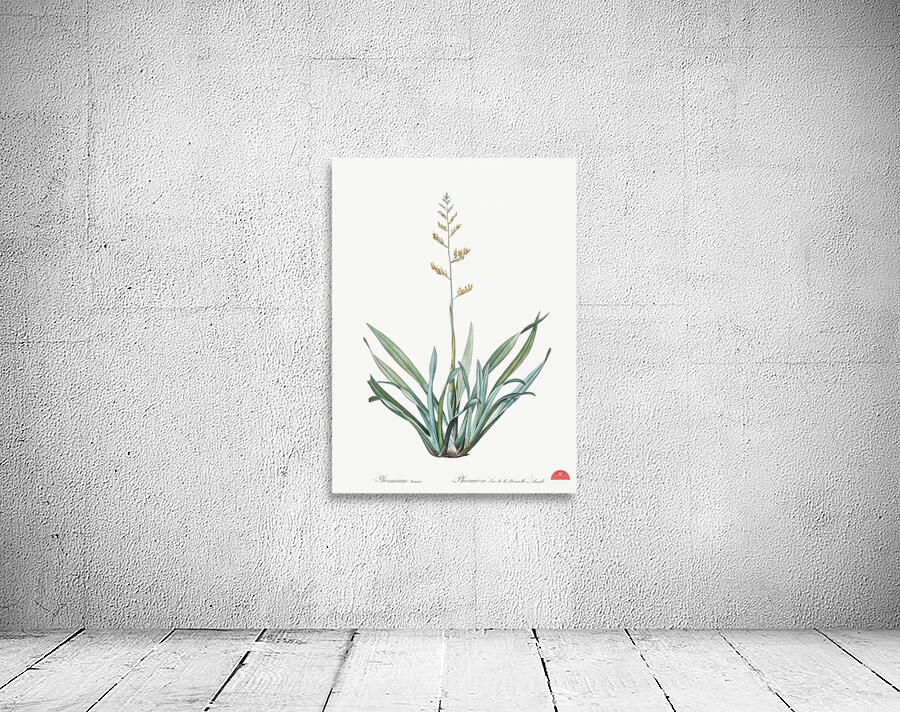 New Zealand flax illustration  Wall Preview