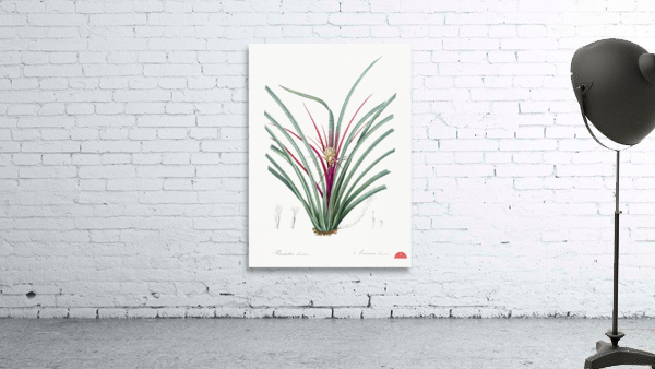 Plumier bromelia illustration  Wall Preview