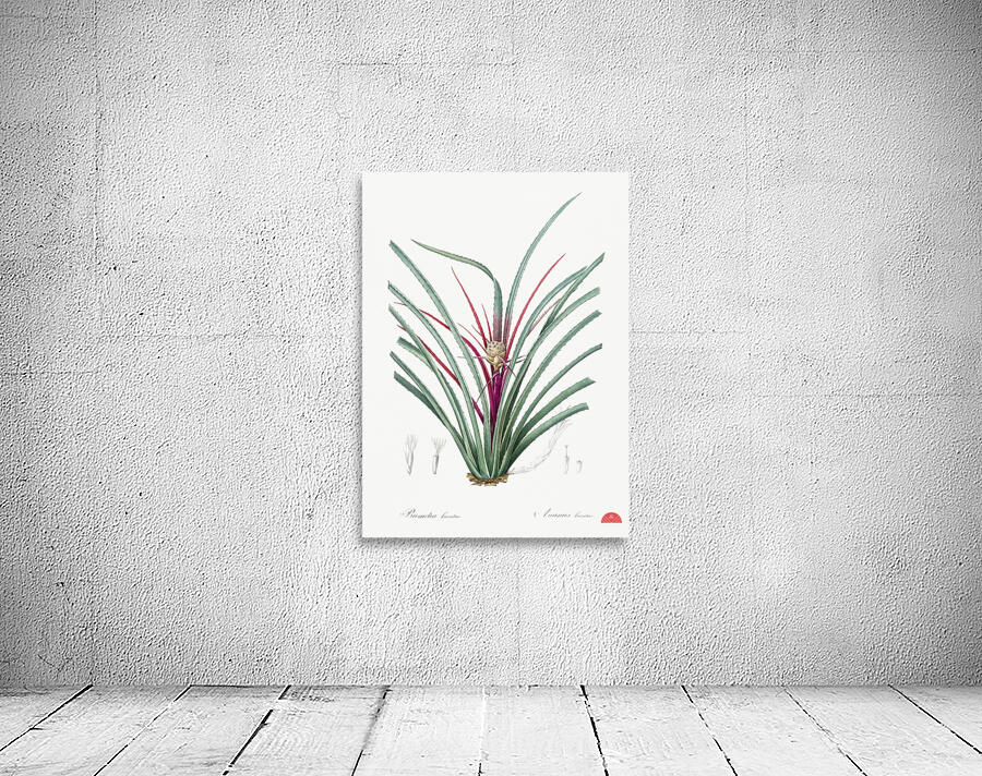 Ornamental onion illustration  Wall Preview