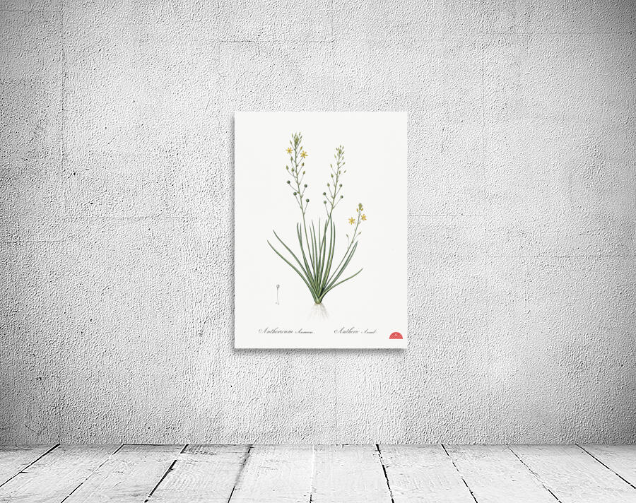Bulbine lily illustration  Wall Preview