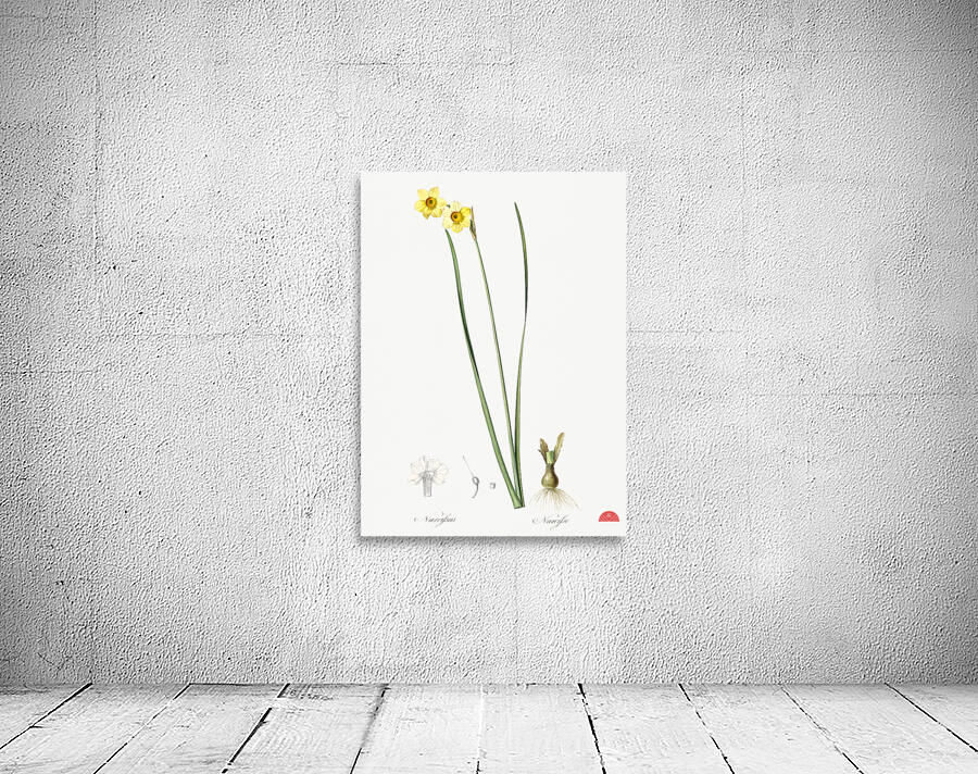Cowslip cupped daffodil illustration  Wall Preview