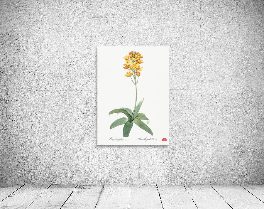 Sun star illustration  Wall Preview