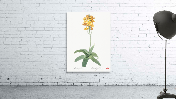 Cowslip cupped daffodil illustration  Wall Preview
