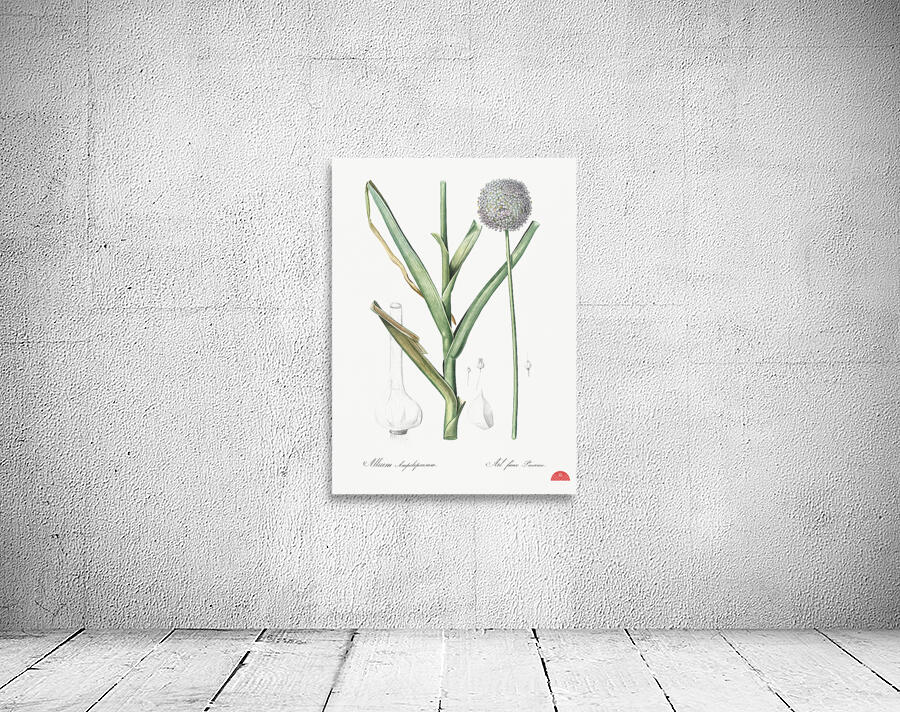 Broadleaf wild leek illustration  Wall Preview